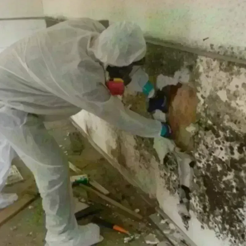 Mold Remediation and Removal in Walkertown, NC